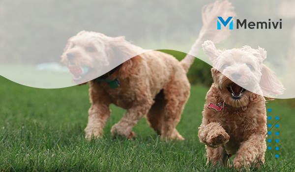 Conoce el plan de Laika para vencer el invierno de startups en América Latina